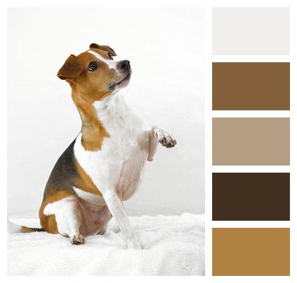 Terrier Dog Domestic Animal Image